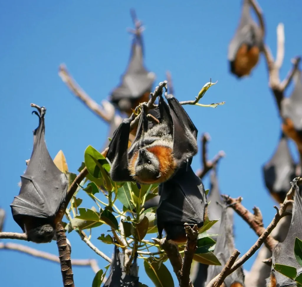 Flying Foxes