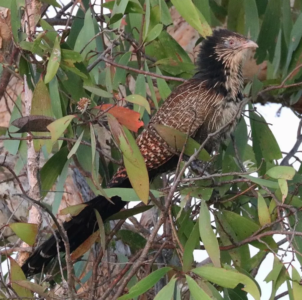 Rich in Biodiversity and Cultural Significance