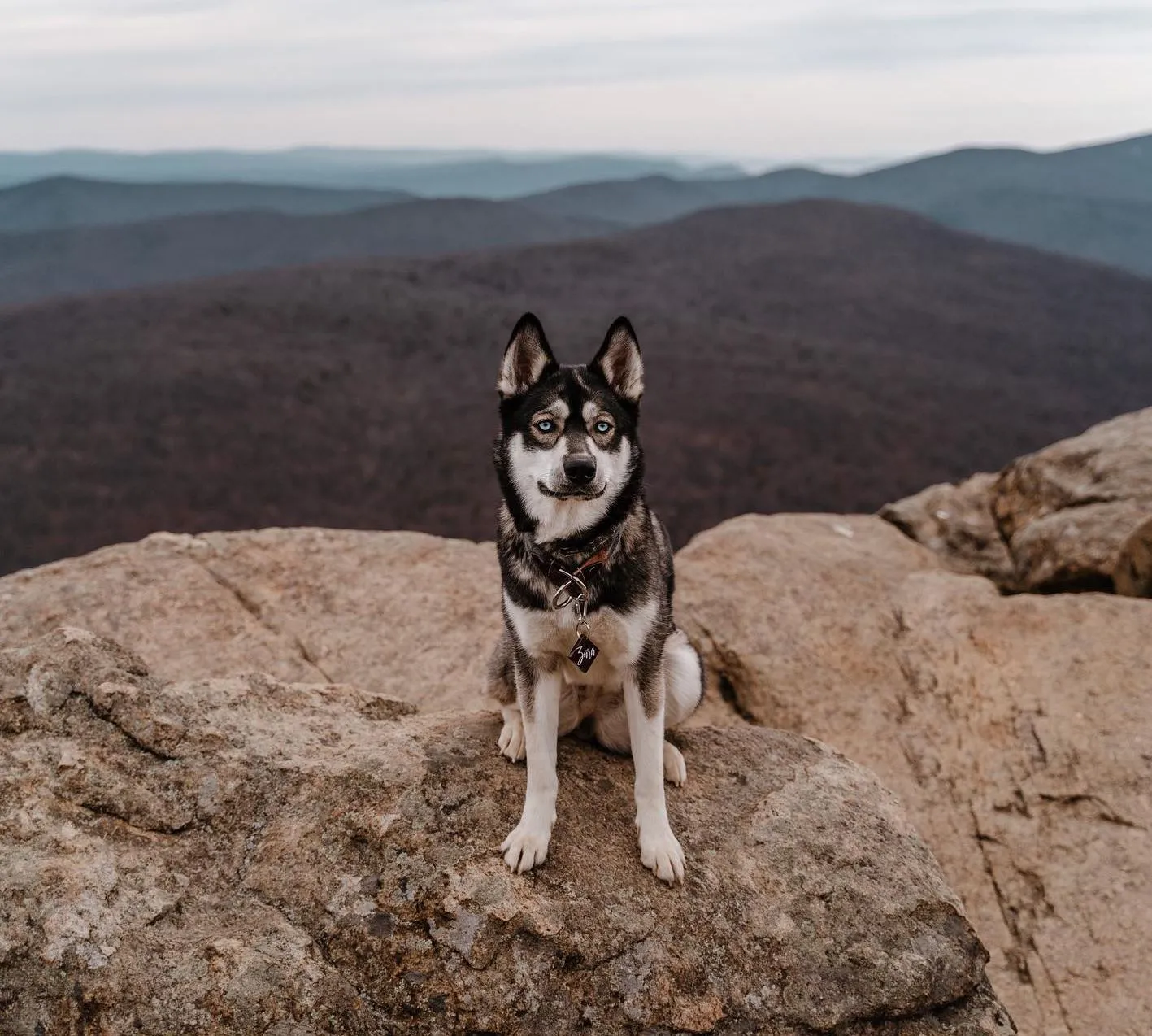 Where Are Dogs Allowed In The Blue Mountains
