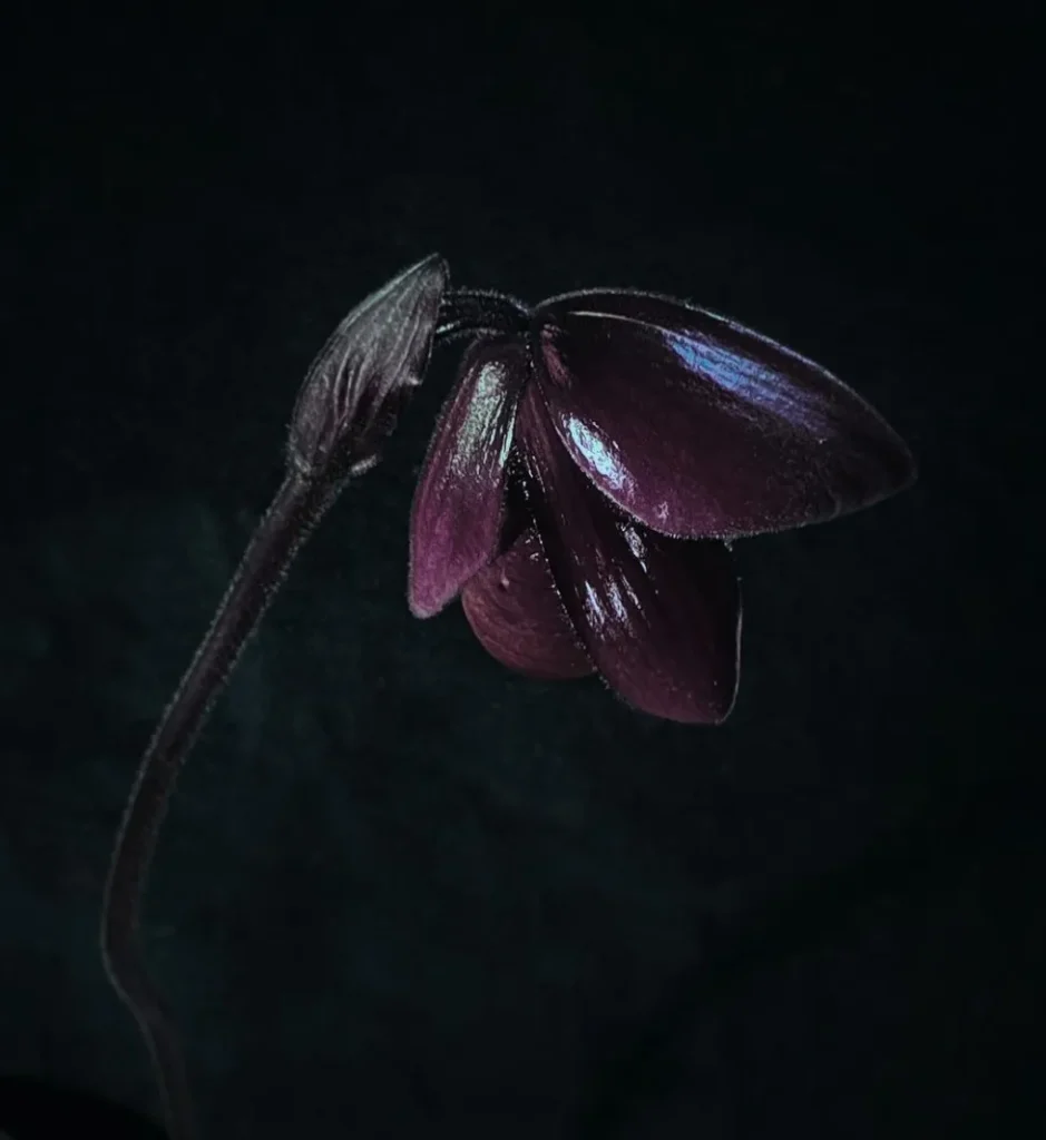 black orchids Kakadu National Park