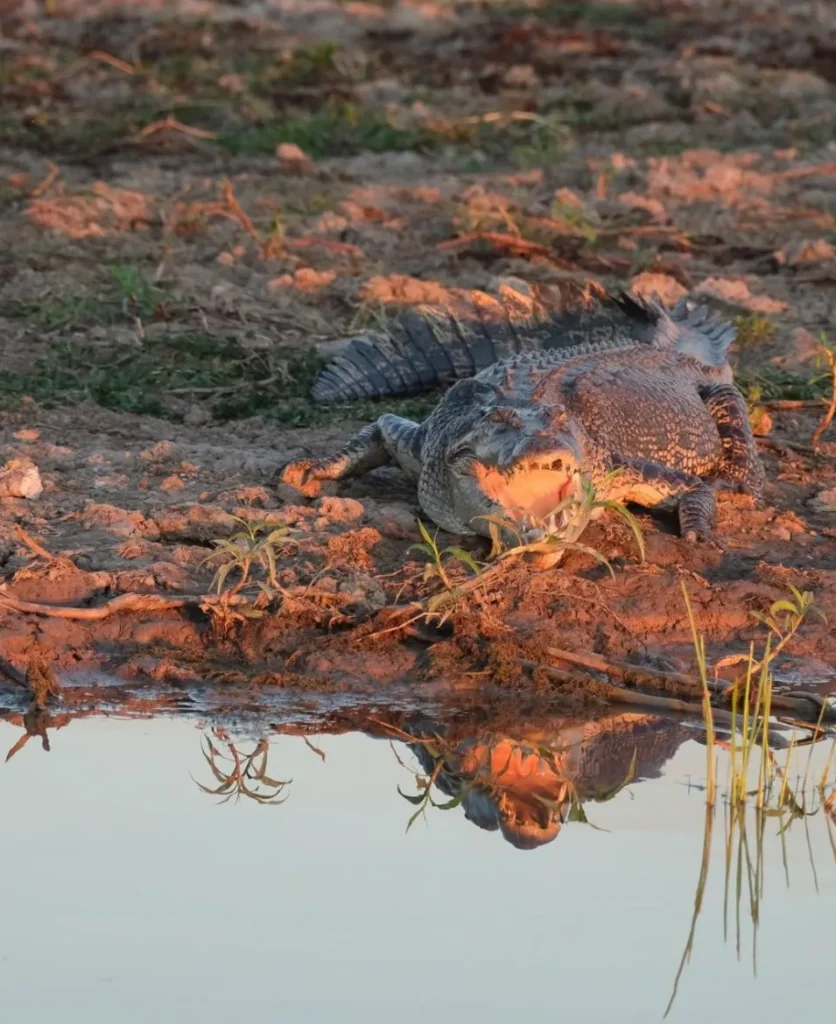 saltwater crocodile